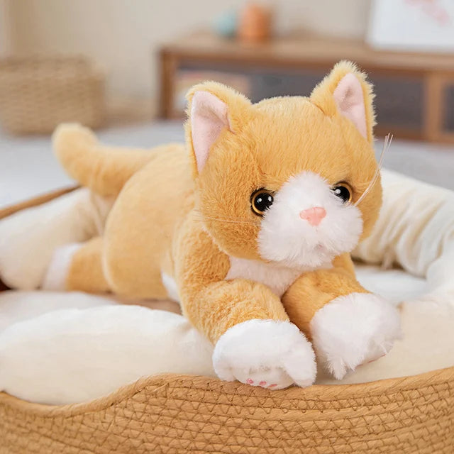 Zauberblick - Schneeweiße Kuschelkatze