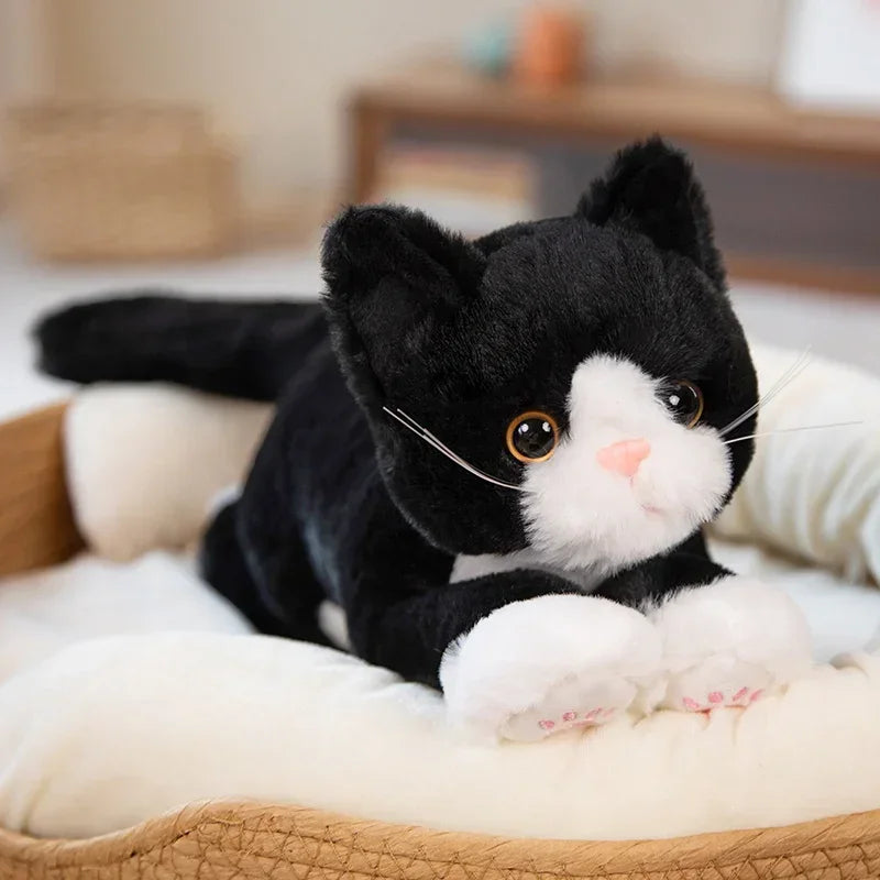 Zauberblick - Schneeweiße Kuschelkatze