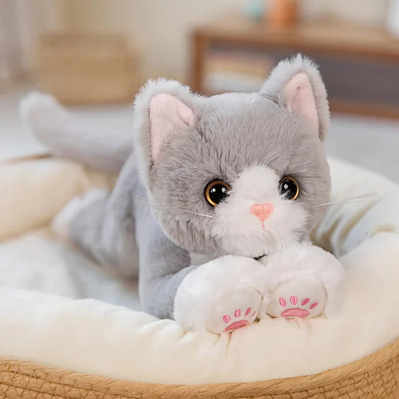 Zauberblick - Schneeweiße Kuschelkatze