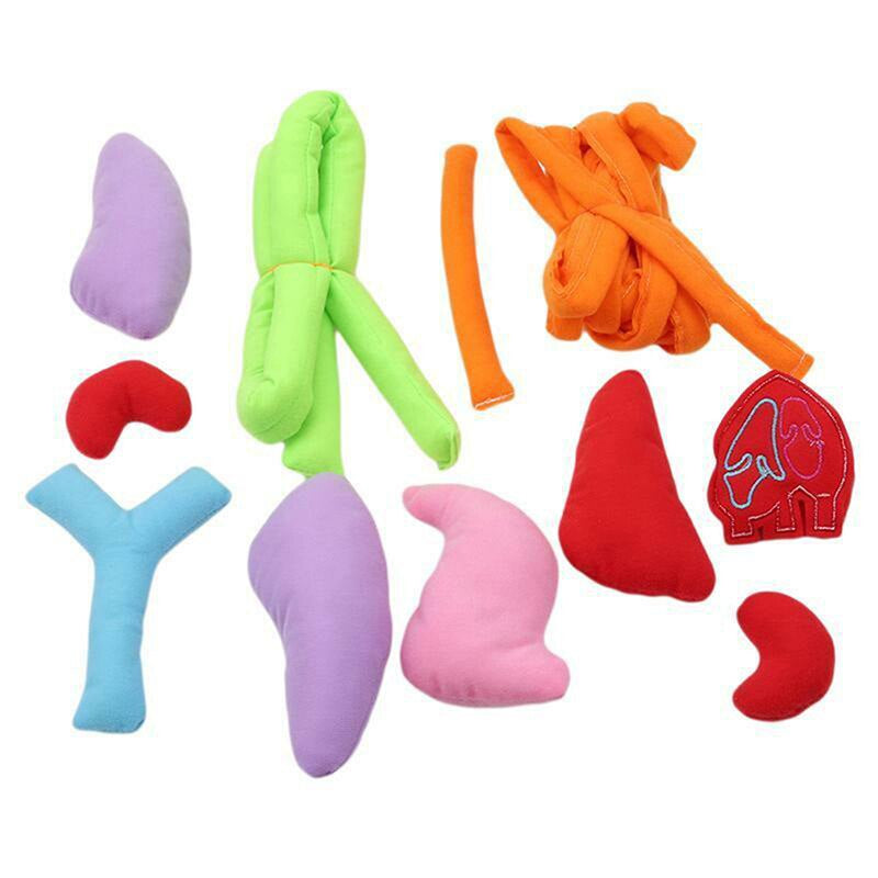 Anatomy apron | den körper interaktiv studieren - organschürze
