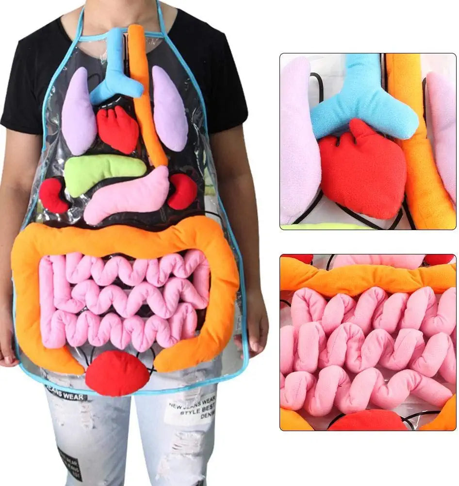 Anatomy apron | den körper interaktiv studieren - organschürze