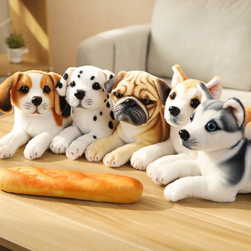 Entspannter Husky Welpe