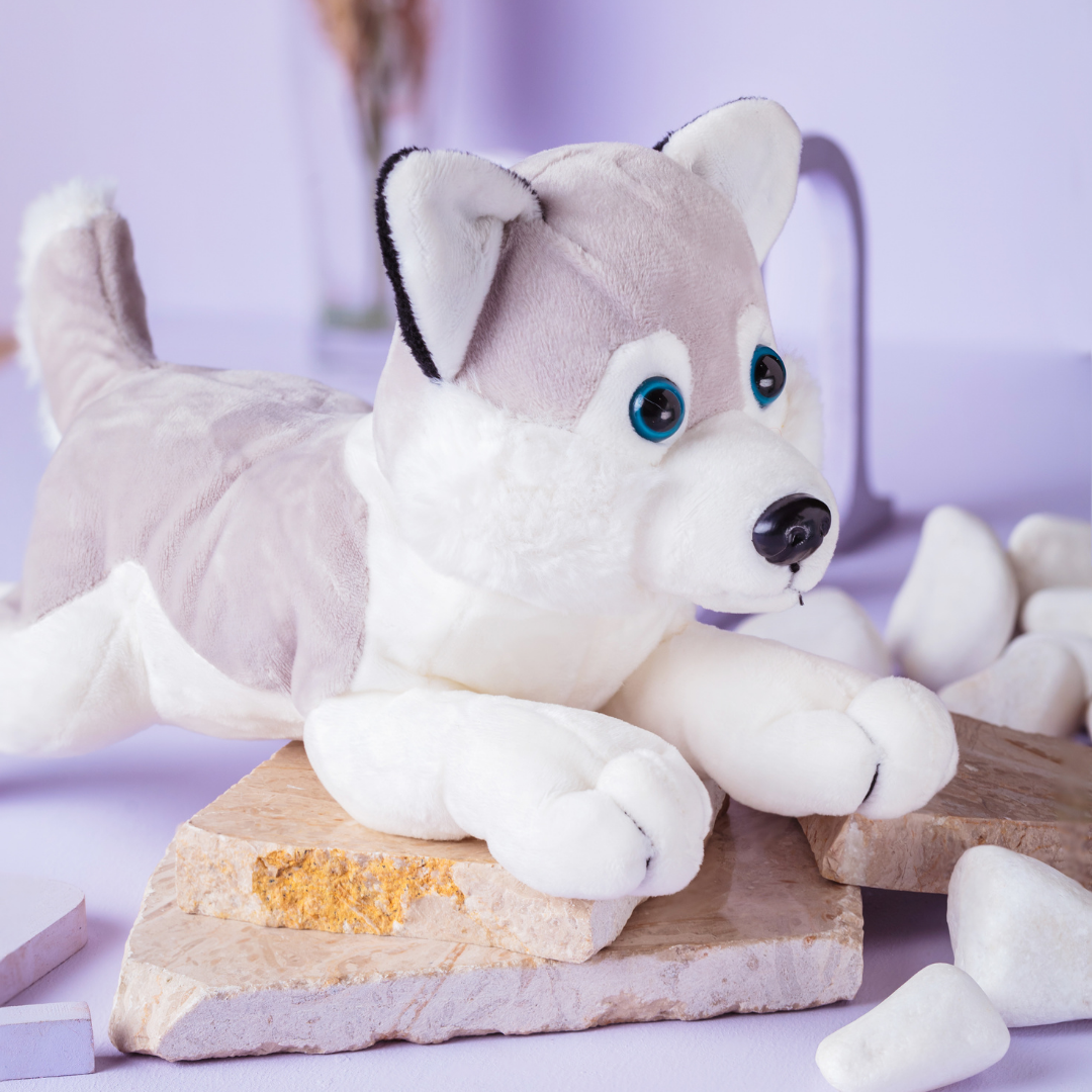 Paws - Verspielter Husky