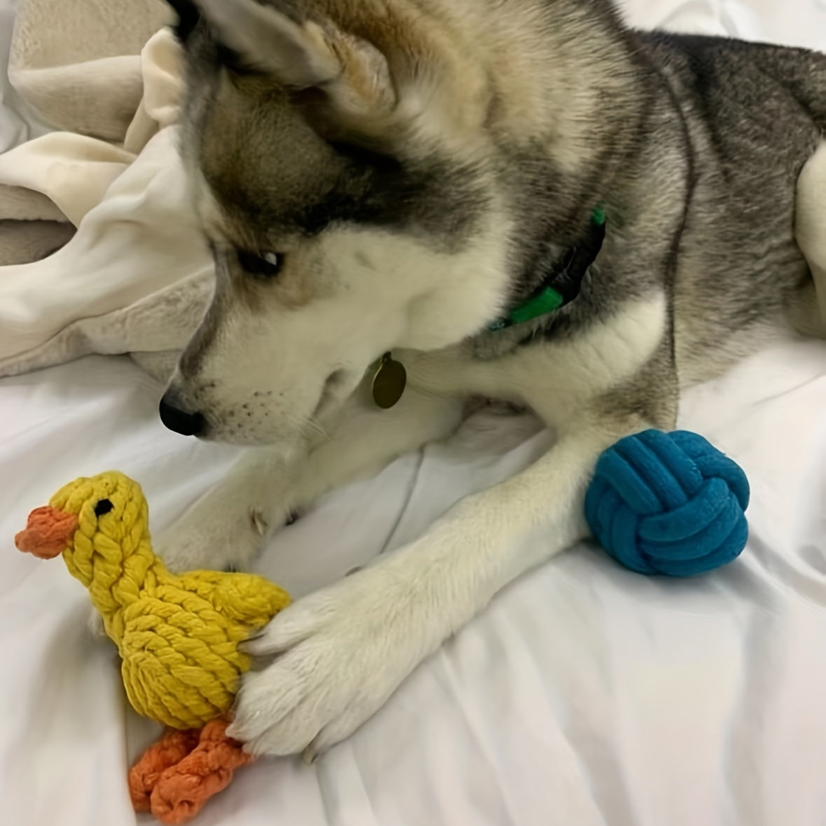 Ente Kauspielzeug Hund Seil