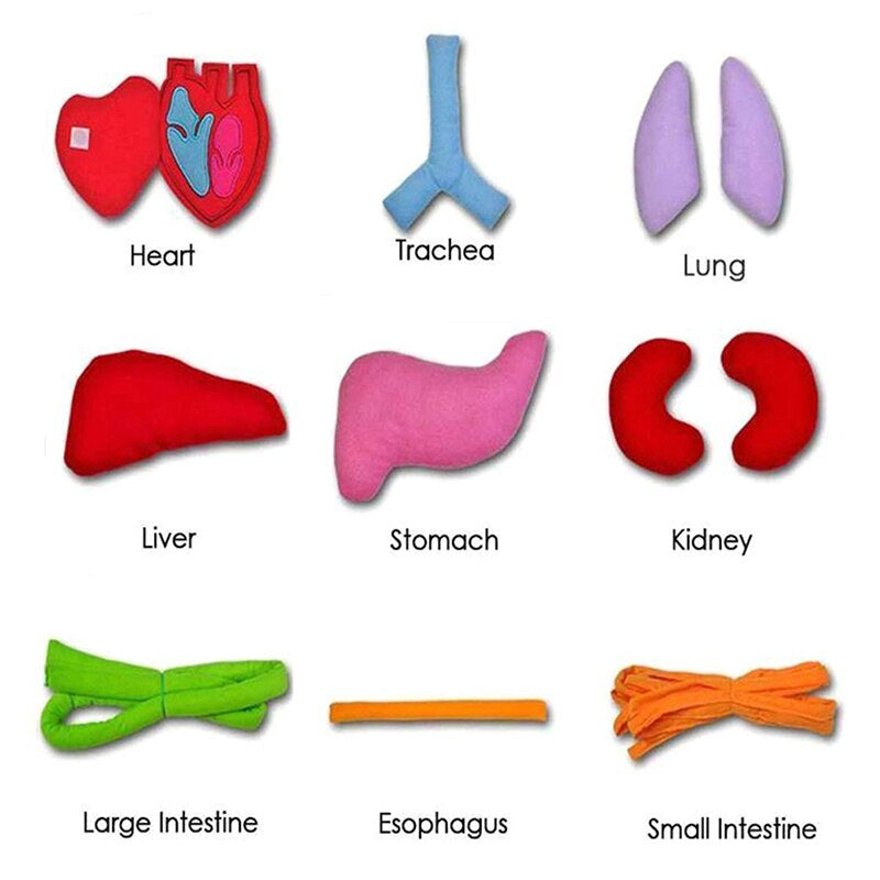 Anatomy apron  | den körper interaktiv studieren - organschürze