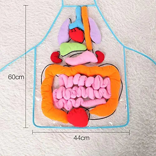Anatomy apron  | den körper interaktiv studieren - organschürze