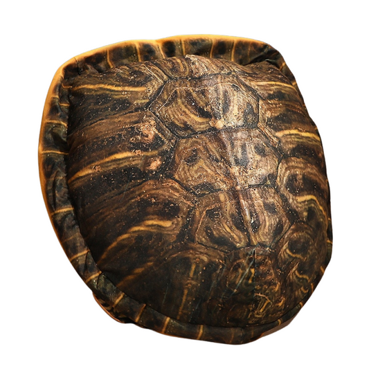 Riesenschildkrötenpanzer Plüschspielzeug