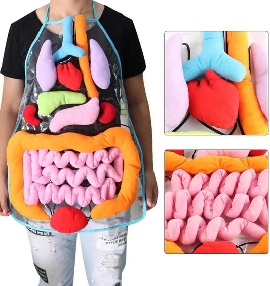 Anatomy apron  | den körper interaktiv studieren - organschürze