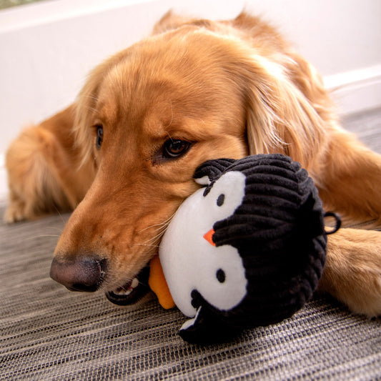 Pinguin-Flüsterton - Kuscheltier