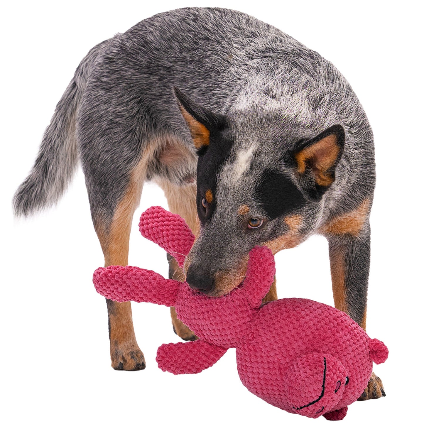 Kicherndes Hippo-Spielzeug