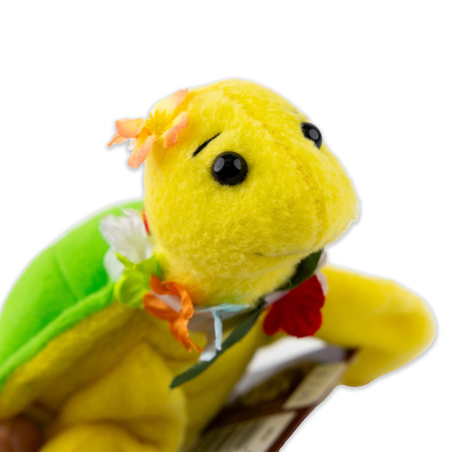 Hawaiianische Sammelmeeresschildkröte
