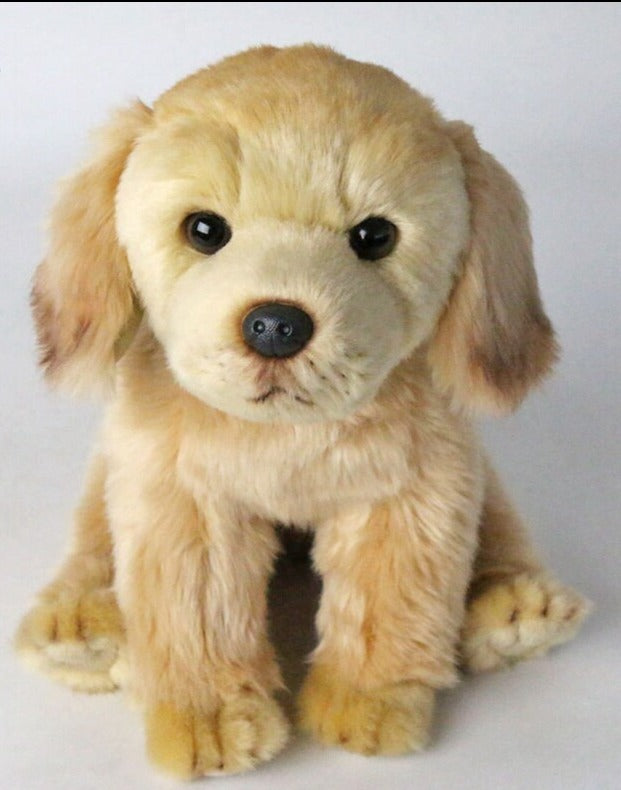 Sonnenstrahl - Golden Retriever Welpe