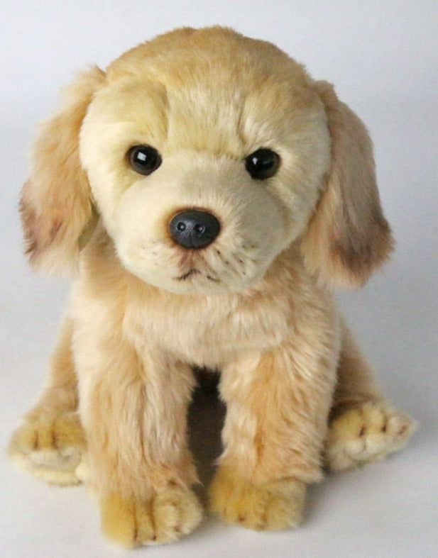 Sonnenstrahl - Golden Retriever Welpe