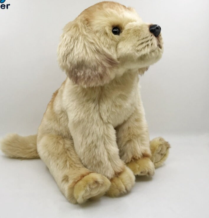 Sonnenstrahl - Golden Retriever Welpe