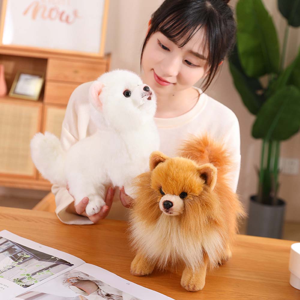 Buddy - Realistischer Pomeranian Plüsch