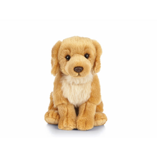 Freundlicher Retriever Welpe