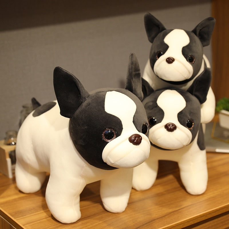Treuer Blick Boston Terrier