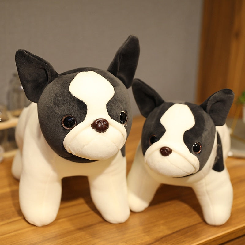 Treuer Blick Boston Terrier