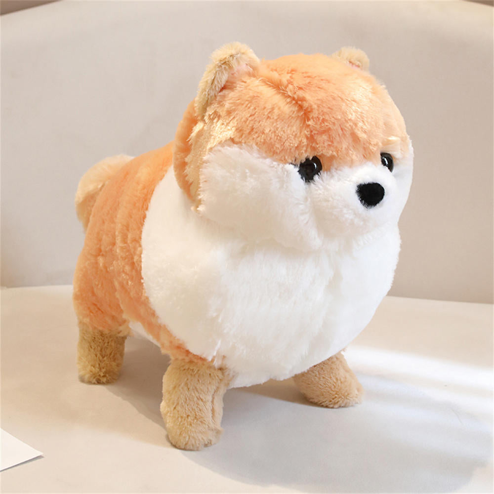 Kawaii Pomeranian Hund
