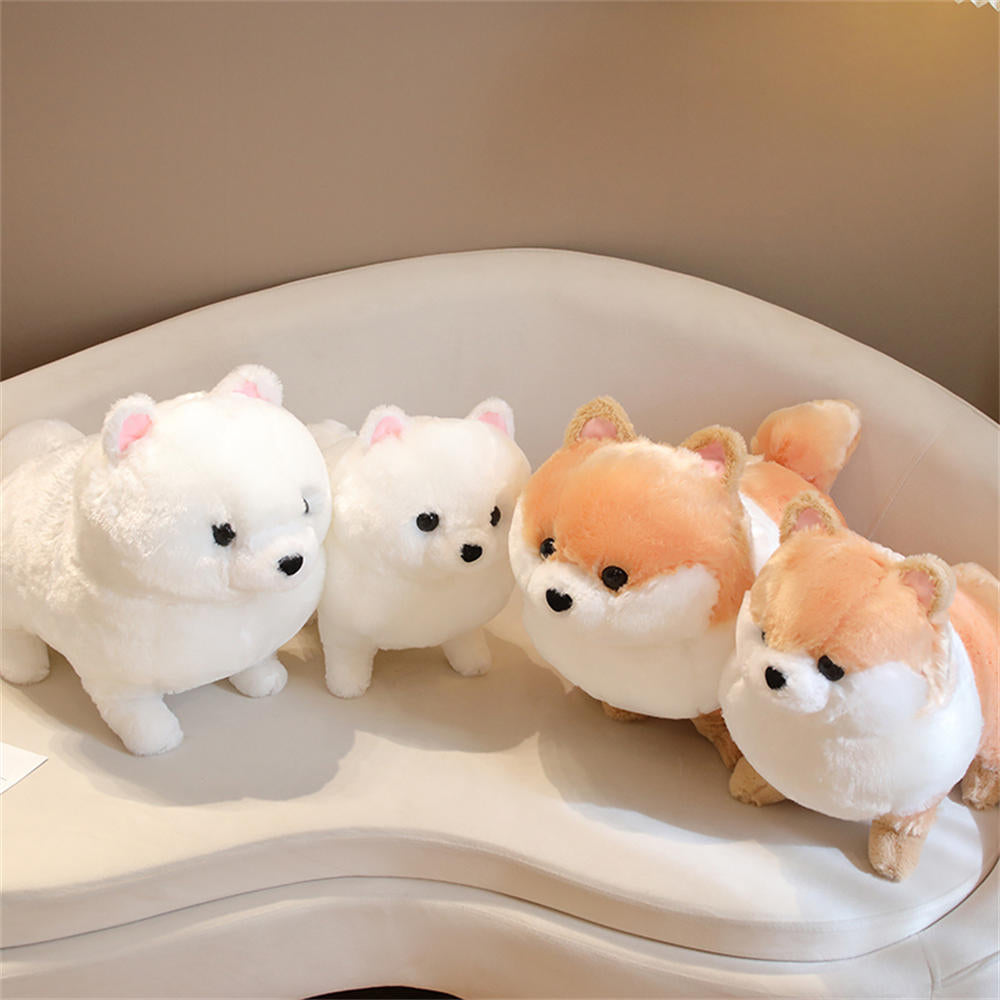 Kawaii Pomeranian Hund
