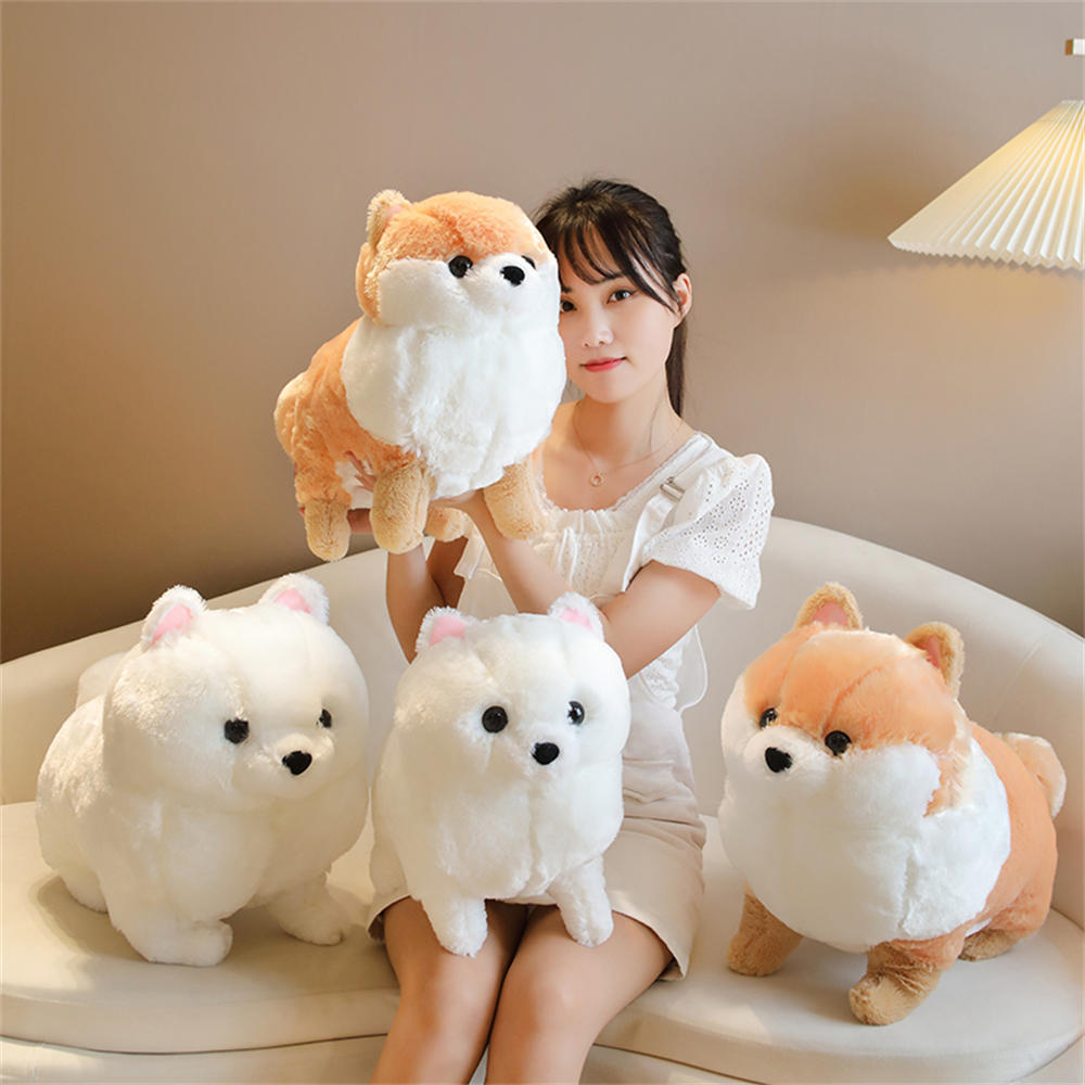 Kawaii Pomeranian Hund