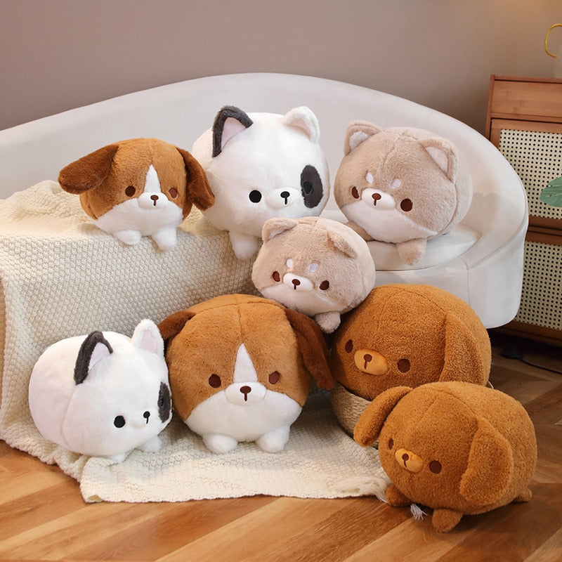 Kugelrundes Shiba-Glück