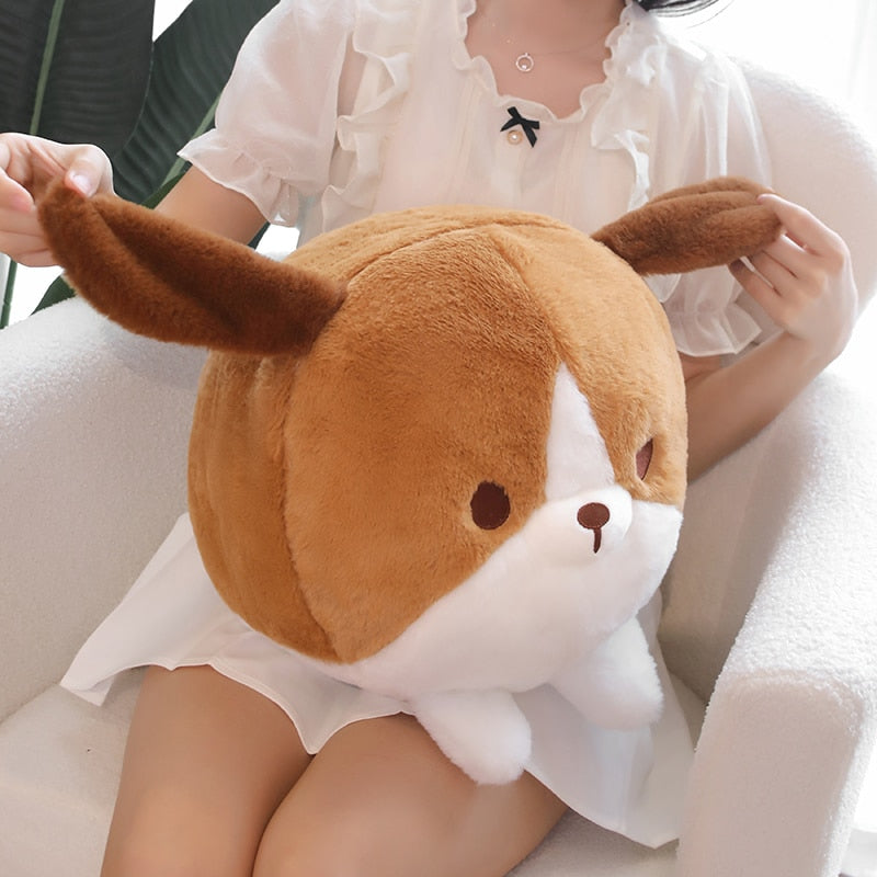 Kugelrundes Shiba-Glück