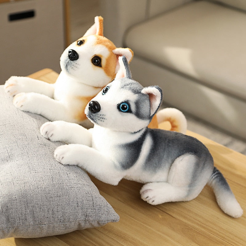Entspannter Husky Welpe