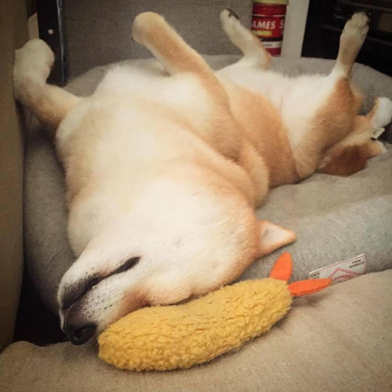 Gebratene Garnele Tempura Hund Haustier Kauspielzeug